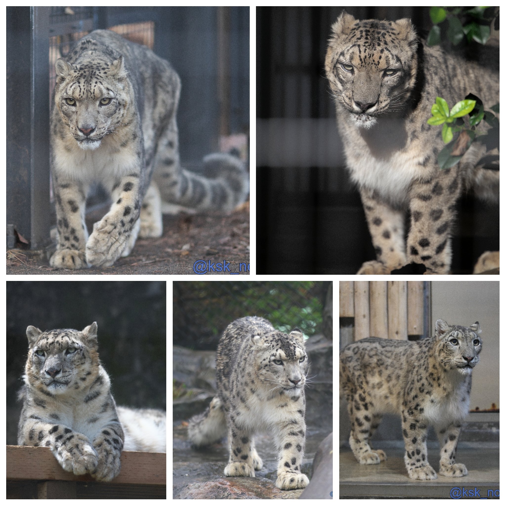 ririka様 ユキヒョウ 全長214cm 国際希少野生動植物種登録票付 RIKUNOW | ユキヒョウジャンプ！ Snow Leopard Jumping