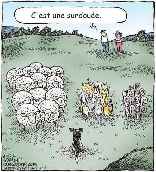 Croc Tweet (@croctweet) on Twitter photo 