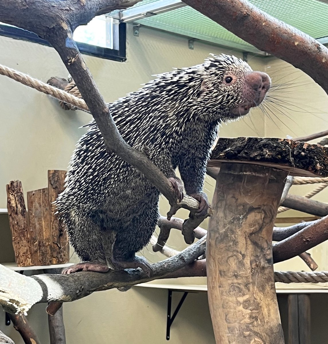 Meet prehensile-tailed porcupine Ozzy!

Starting tomorrow (Thursday, October 23), you'll be able to visit Ozzy and get reintroduced to many favorite zoo residents when we celebrate the grand opening of the reimagined Small Animal Kingdom!