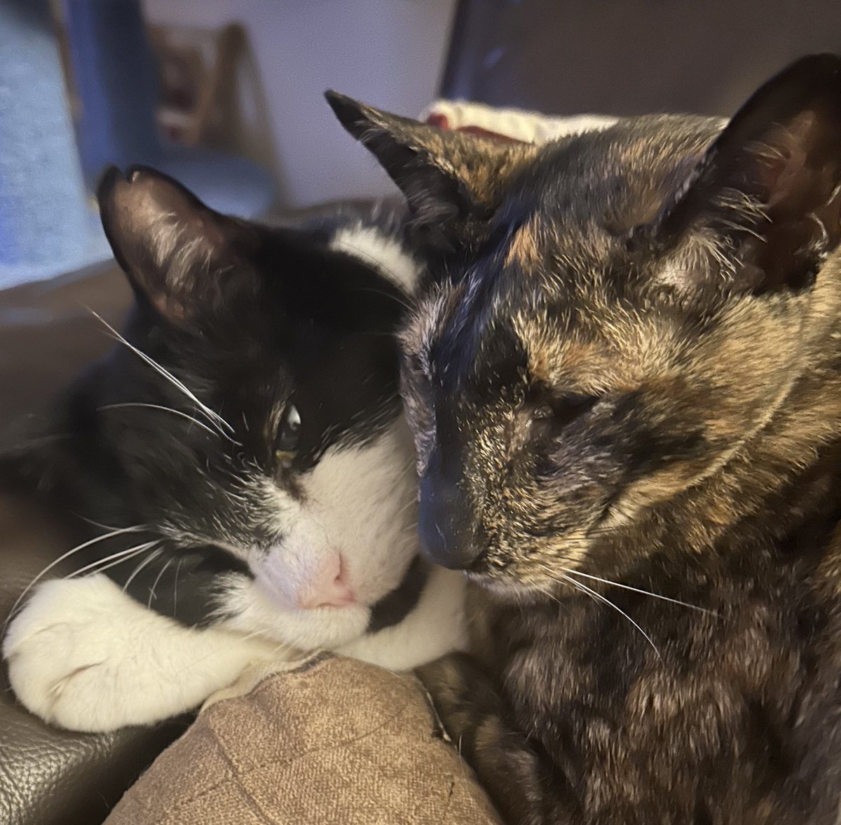 Goodnight everyone! 😸😽.