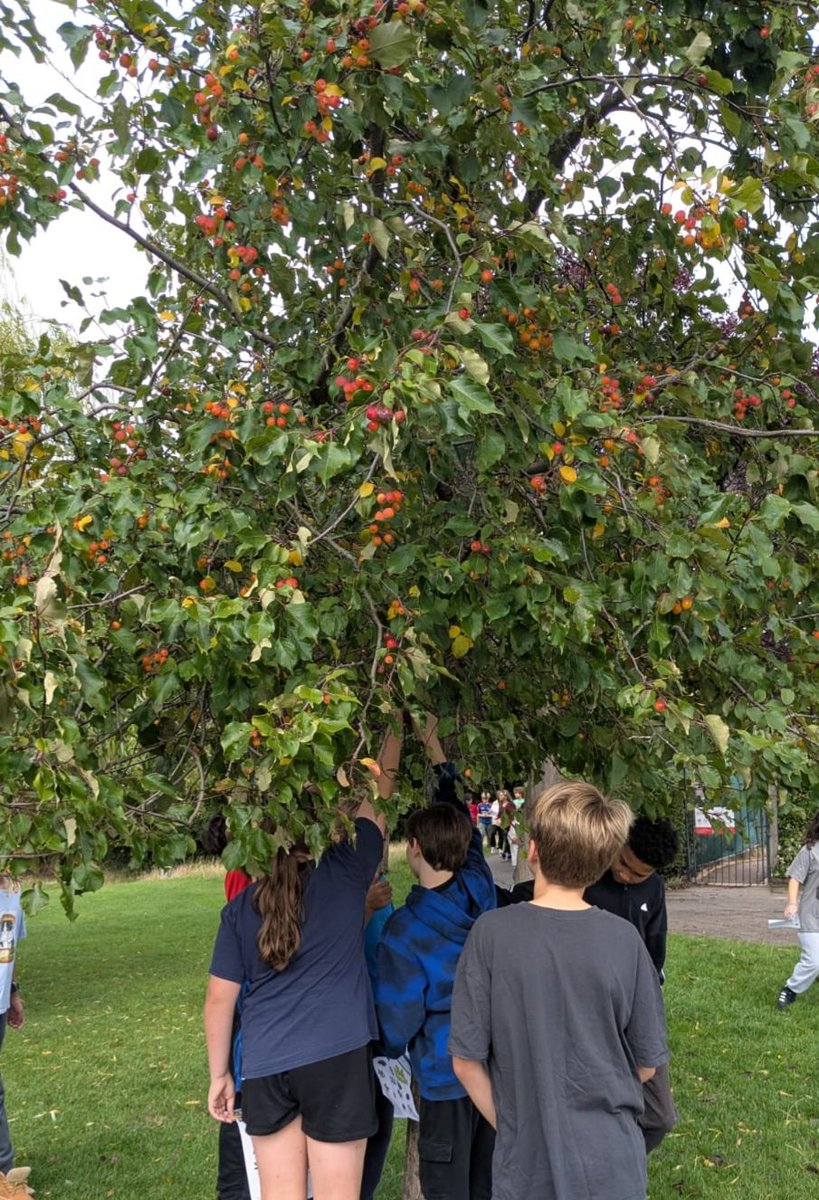 Year 6 have been outdoors exploring vascular and non-vascular plants as part of their Science topic.  Lots of brilliant observations and curious questions about how different plants grow and survive.