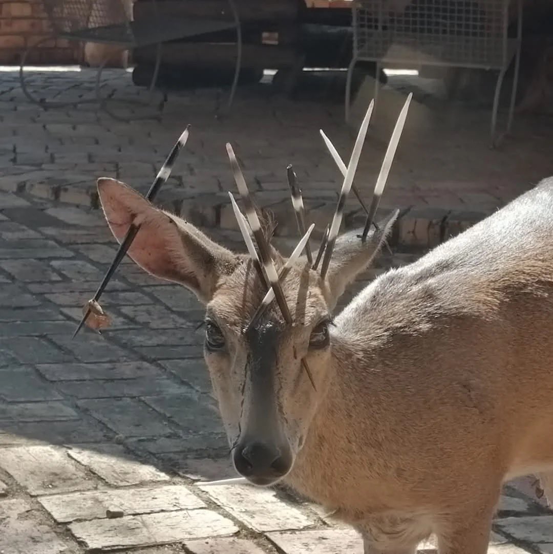 CocchiDeer's tweet image. I got too silly