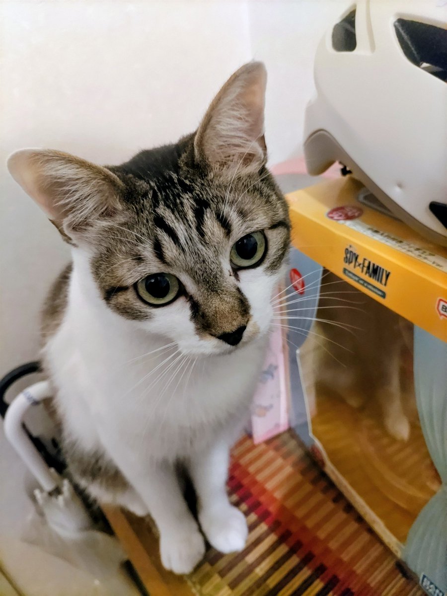 鐵猫 (@d8E9tjOLv3T8mfp) / Posts / X