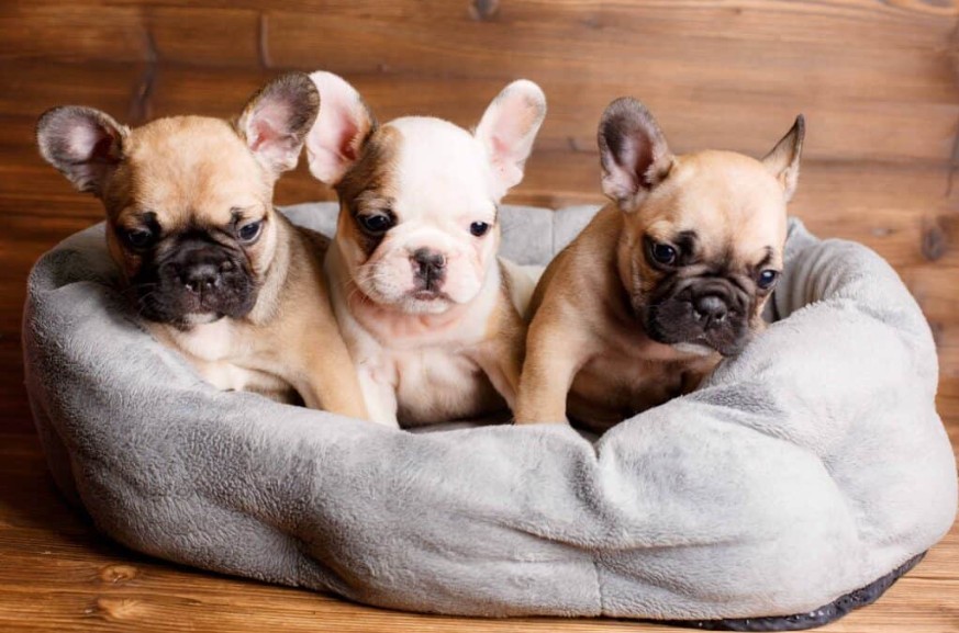 EbullientFrnchy's tweet image. 10 Reasons to Buy a Purebred Dog
Read article 👉 :  akc.org/expert-advice/…
.
#ebullientfrenchbulldogs #doginformation #dogarticle #AKCexperts
