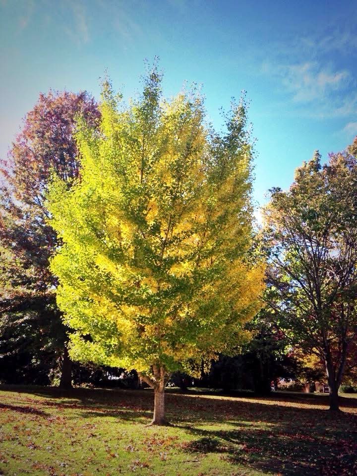 twright55's tweet image. OTD 2014 Beautiful Fall Weekend 🍂 in #Lexington, Virginia 🇺🇸 .