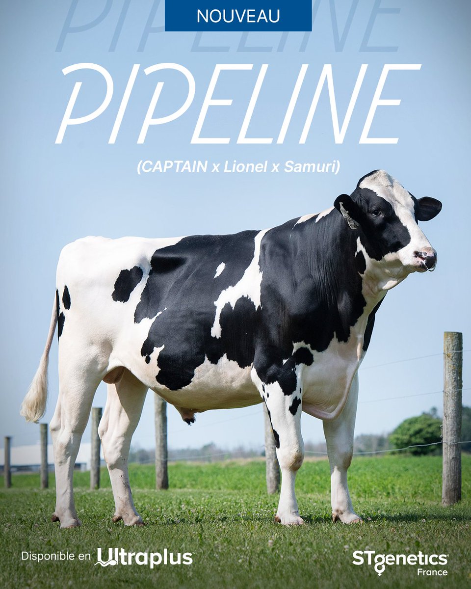 stgeneticsfr's tweet image. PIPELINE de #STgeneticsFrance: synonyme de rentabilité pour les troupeaux laitiers et désigné pour la Traite Robotisée.
PIPELINE c’est +3151 GTPI +720 NM$ 🇺🇸 +1591 lbs Lait & A2A2 🇺🇸 +87 MG +47 MP 🇺🇸
#PIPELINE est disponible en #Ultraplus™ : bit.ly/4oTP06P
