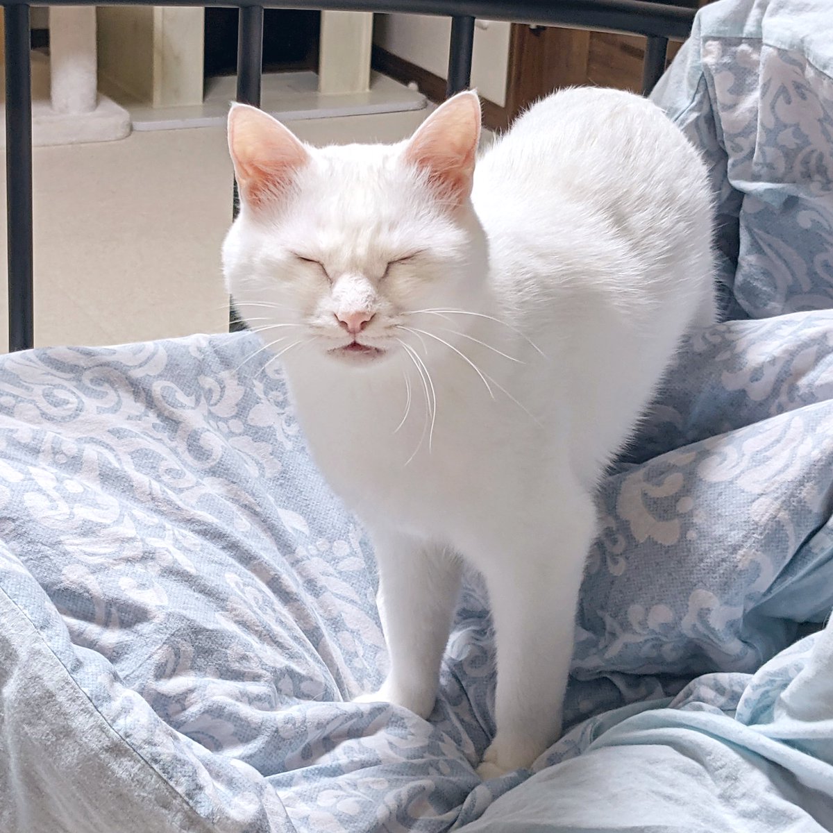 猫さん 猫さん 猫さん カード検索 ｜ Z/X - Zillions of enemy X