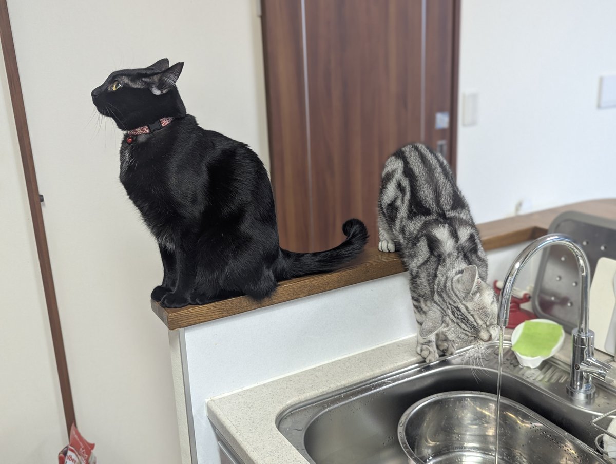 ねこさん  ゆのじ (@bicolorcat0573) / Posts / X