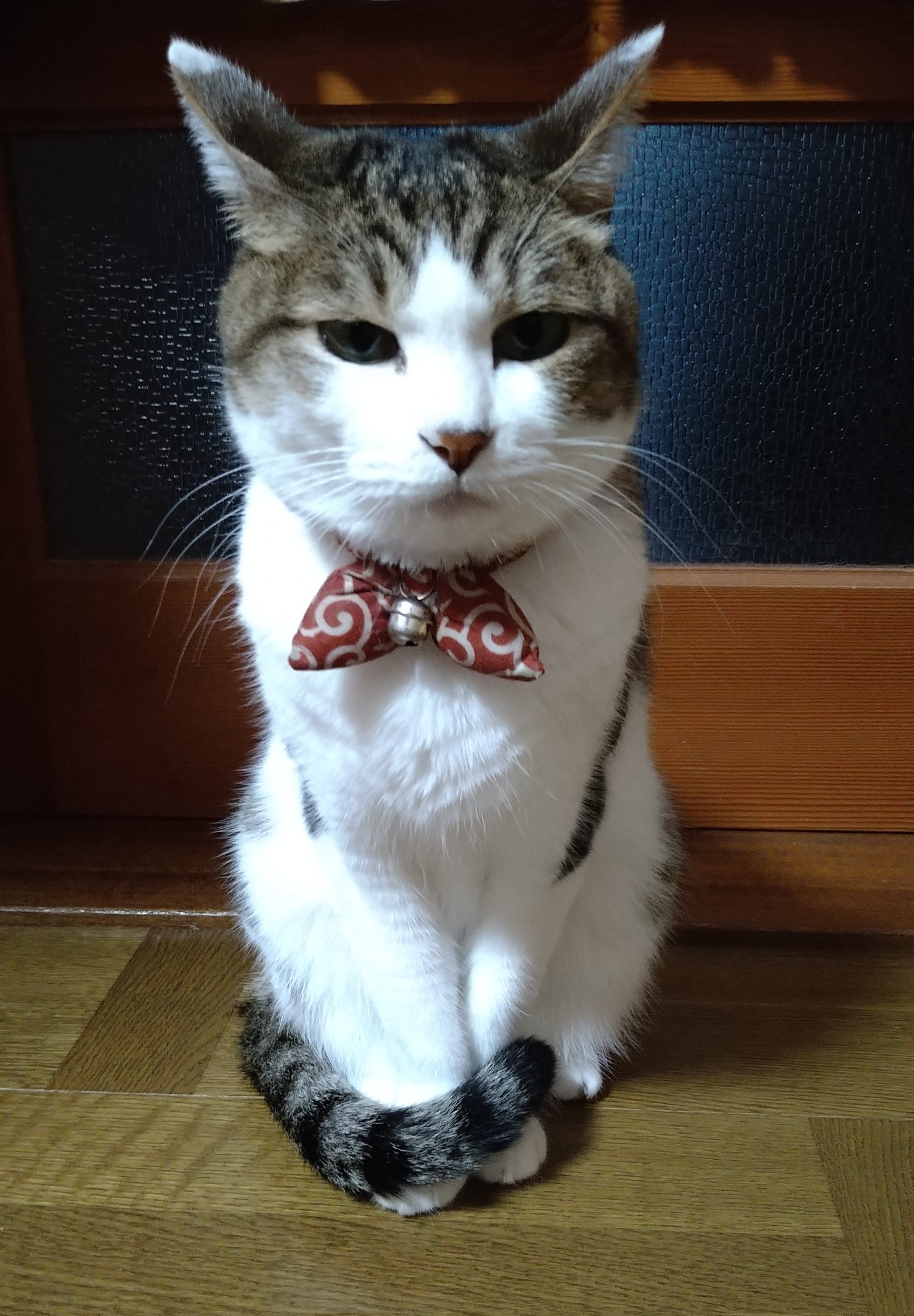 こねこ屋様♡ありがとうございます♡ KIYOKO on X: 