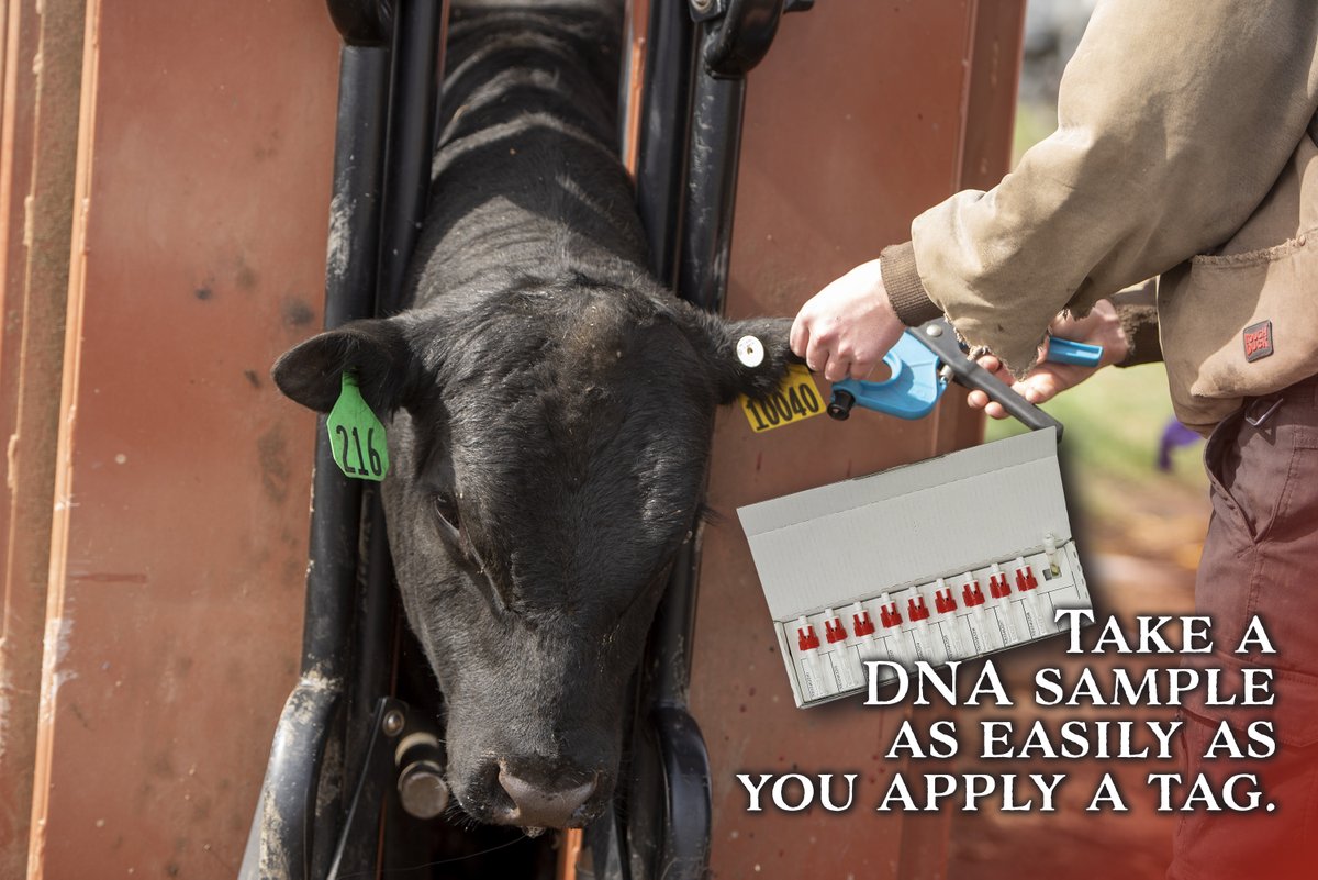 Want an easier way to collect DNA samples? Order your Allflex Tissue Sampling Units (TSU) directly from the Canadian Angus Association and take a sample as easily as you would apply a tag. Go to: cdnangus.ca/forms/caa-tags/ or email registry@cdnangus.ca to order today.