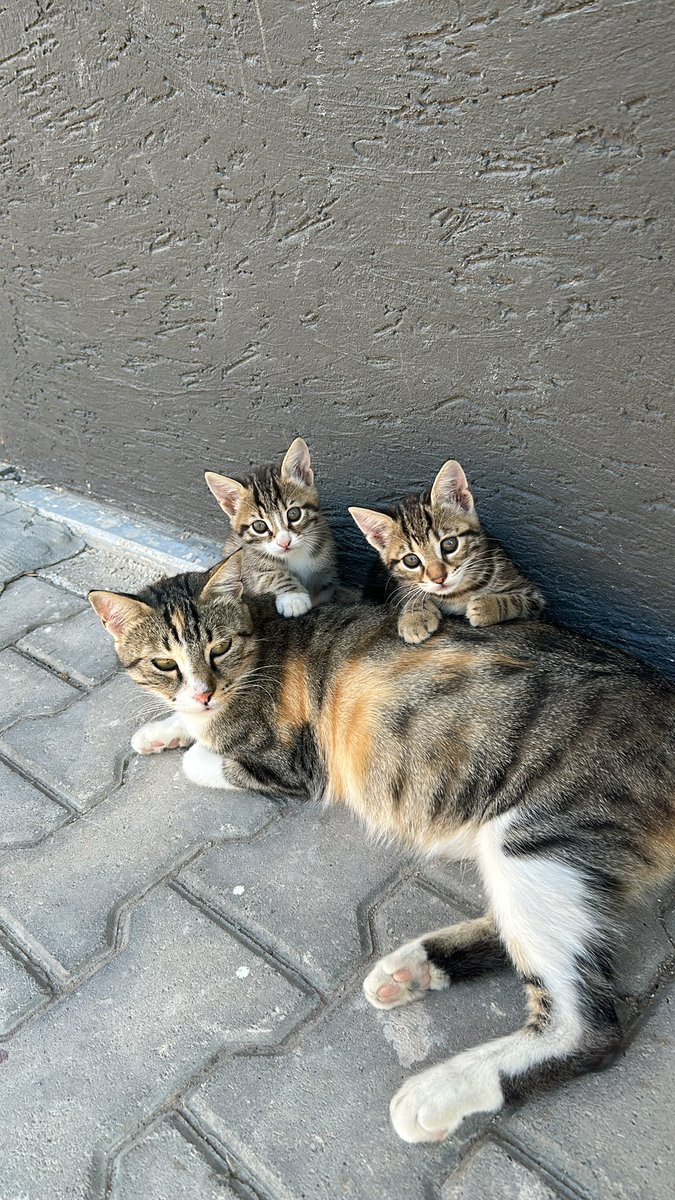 sareesarikaya's tweet photo. @yarenelifylmz 🐈 🤎🐈 https://t.co/ce1TrqioYT