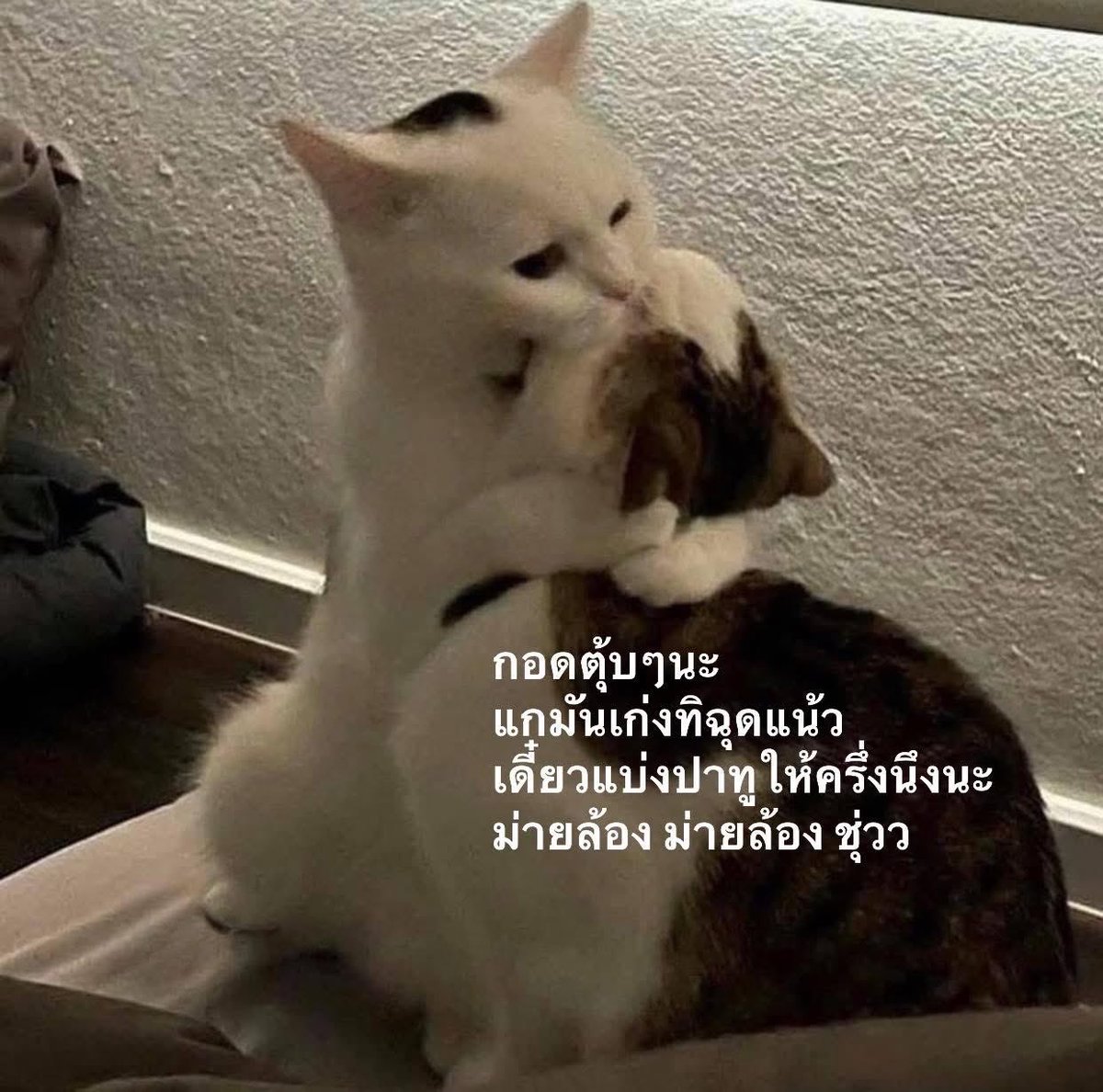nichapaboon's tweet image. ผมในเช้านี่