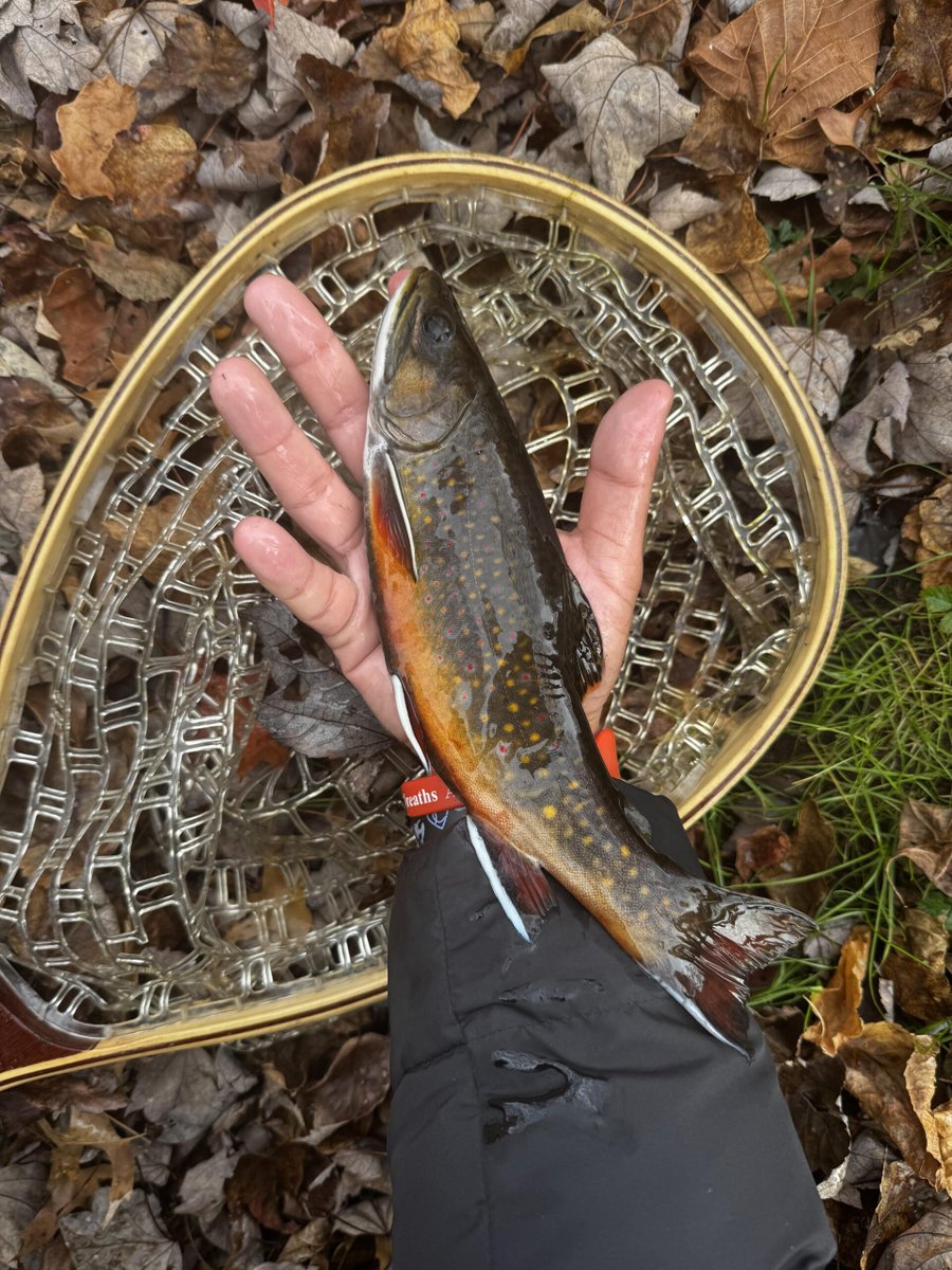 Ct brookie from last fall
 
flakefood.com/789798/ct-broo…
 
#Fishing #TroutFishing