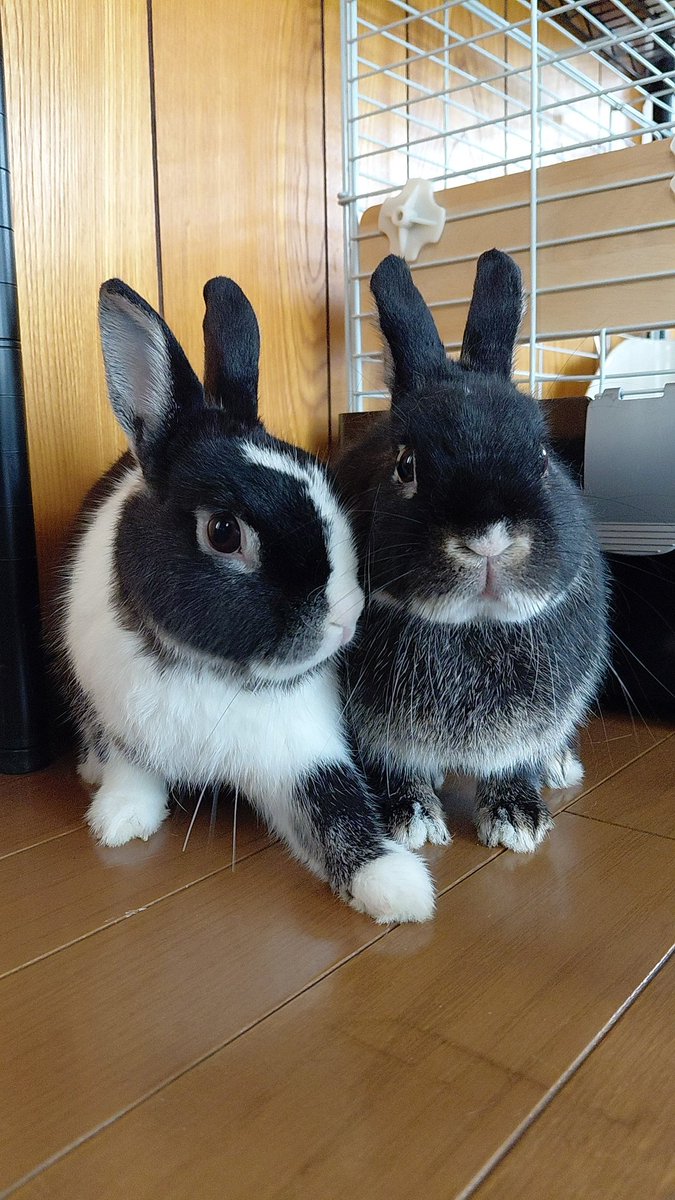 うさぎXうさぎ こはく&こちゃ on X: 