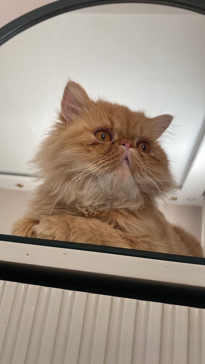 غيووم🇸🇦🇸🇦 tweet media