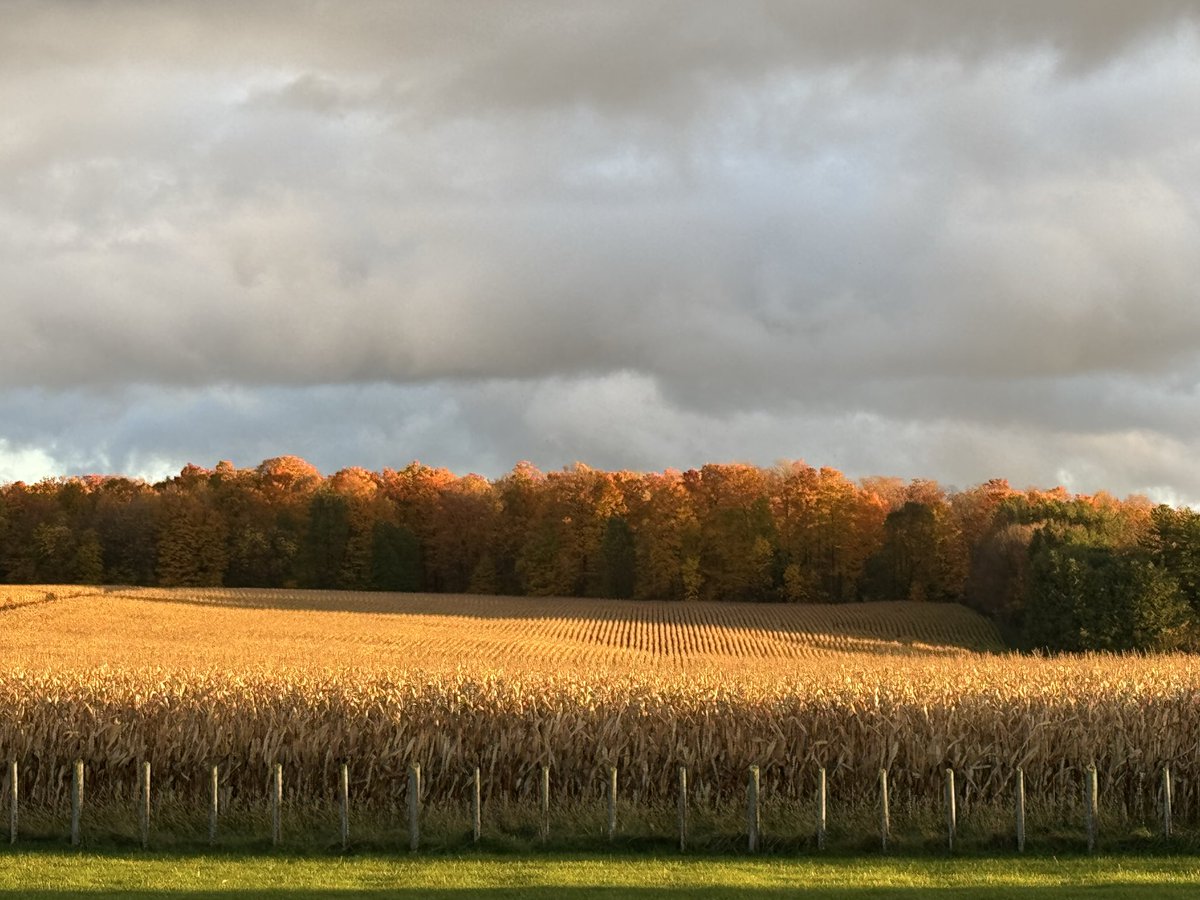 Ken Schaus 🇨🇦 tweet media