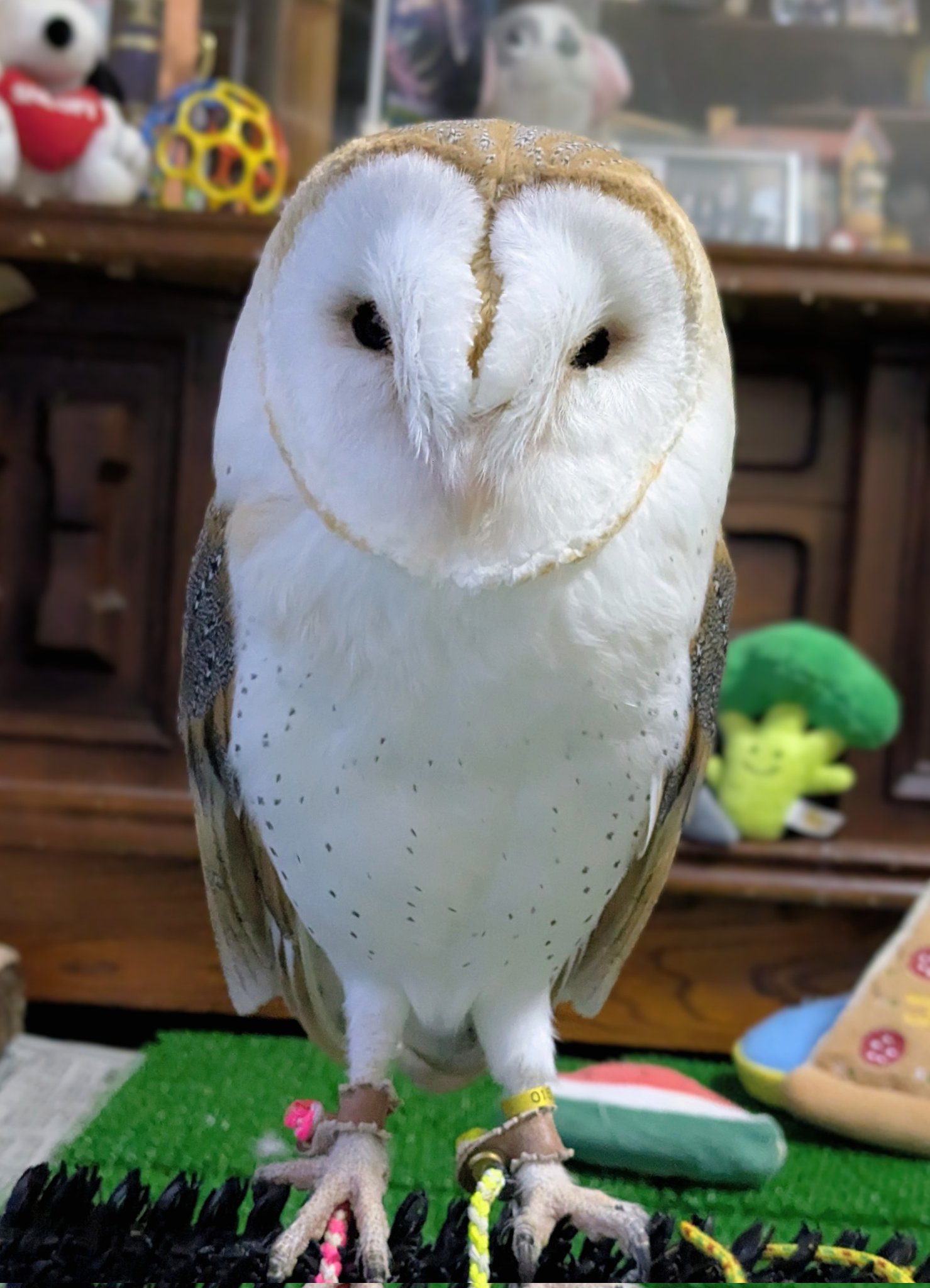 ＊恭ちゃんフクロウ君＊【メンフクロウ】＊レア 恭ちゃん様専用フクロウ君＊【メンフクロウ】＊レア