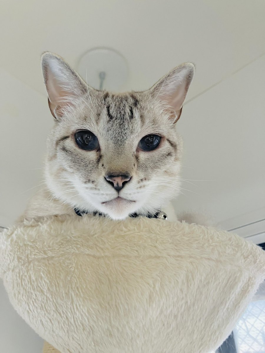 JUNe.N (@tsuyu_no_hito) on Twitter photo おはニャン🐾
オヤツ代稼いでくるニャン🐾🐾
#猫様
#猫の下僕
#猫好きさんと繋がりたい
#ねこかわいいね
#仰せのままに
#シャムトラ おはニャン🐾
オヤツ代稼いでくるニャン🐾🐾
#猫様
#猫の下僕
#猫好きさんと繋がりたい
#ねこかわいいね
#仰せのままに
#シャムトラ