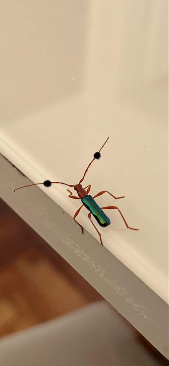 A natureza produz uns bichinhos tão fofinhos!