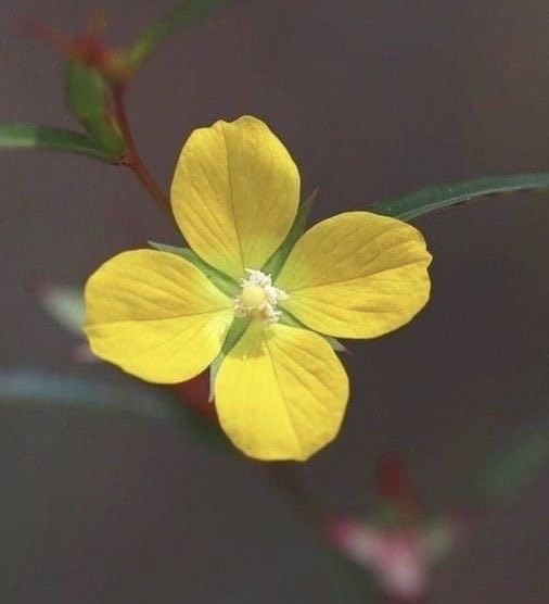 Өглөөний мэнд 🔅

Happy Thursday everyone! Sending you a virtual hug and positive energy to make your day a little brighter 𓂃𓂂ꕤ*.ﾟ🤗💛⋆˙⟡

#flowers #TLを花でいっぱいにしよう #NaturePhotography #NatureLovers 
   (📷 Pinterest)