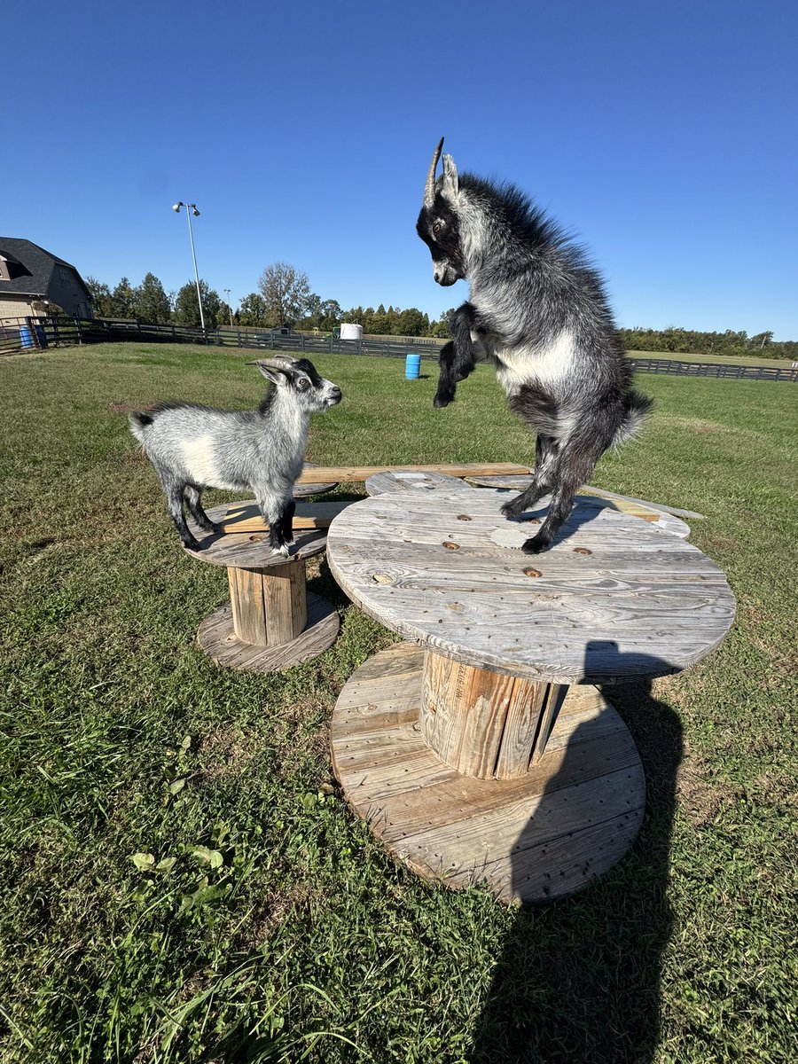 rogerhayden95's tweet photo. Smokey coming off the top rope ๐ฅ ๐ฅ ๐๐ #pygmy #pygmygoat #goat https://t.co/cQtqsUkJUm