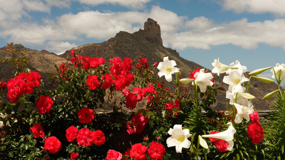 canary_islander's tweet photo. El Bentayga y sus Flores
Still 19d to go and only 0.03sol on @foster_protocol because there is no better marketplace