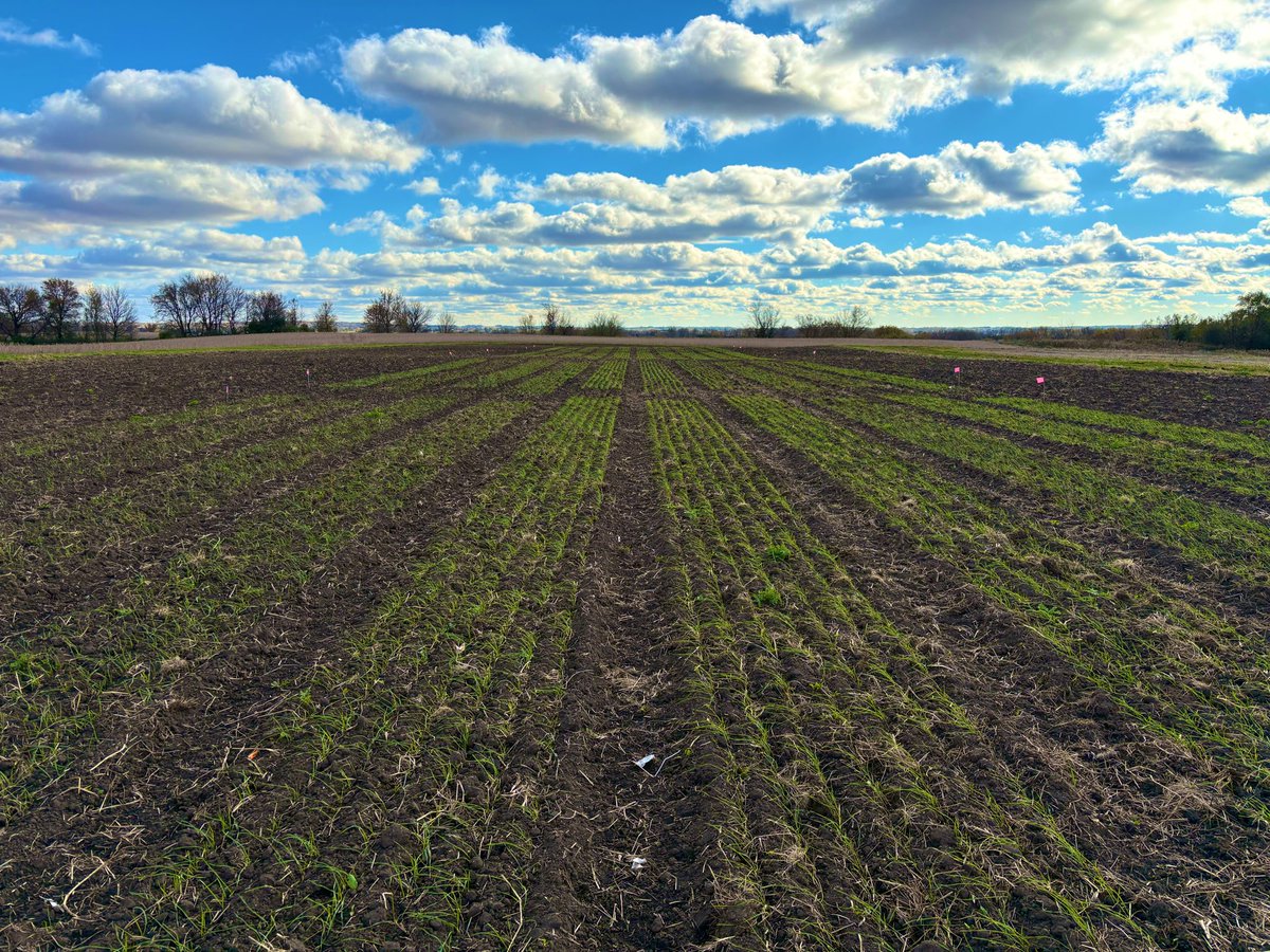 Perennial wheat plots looking good 😎