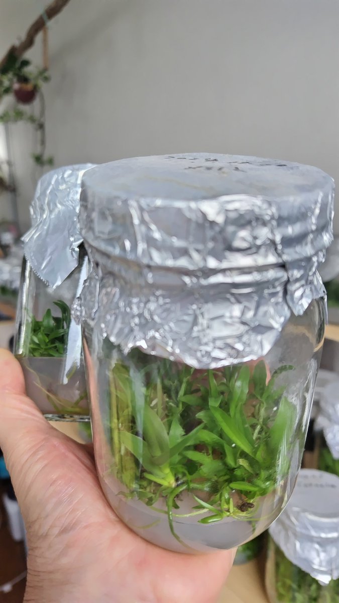 海叶 Amazon.co.jp: XYWHPGV 2ピースプラスチック葉植物草水族館装飾