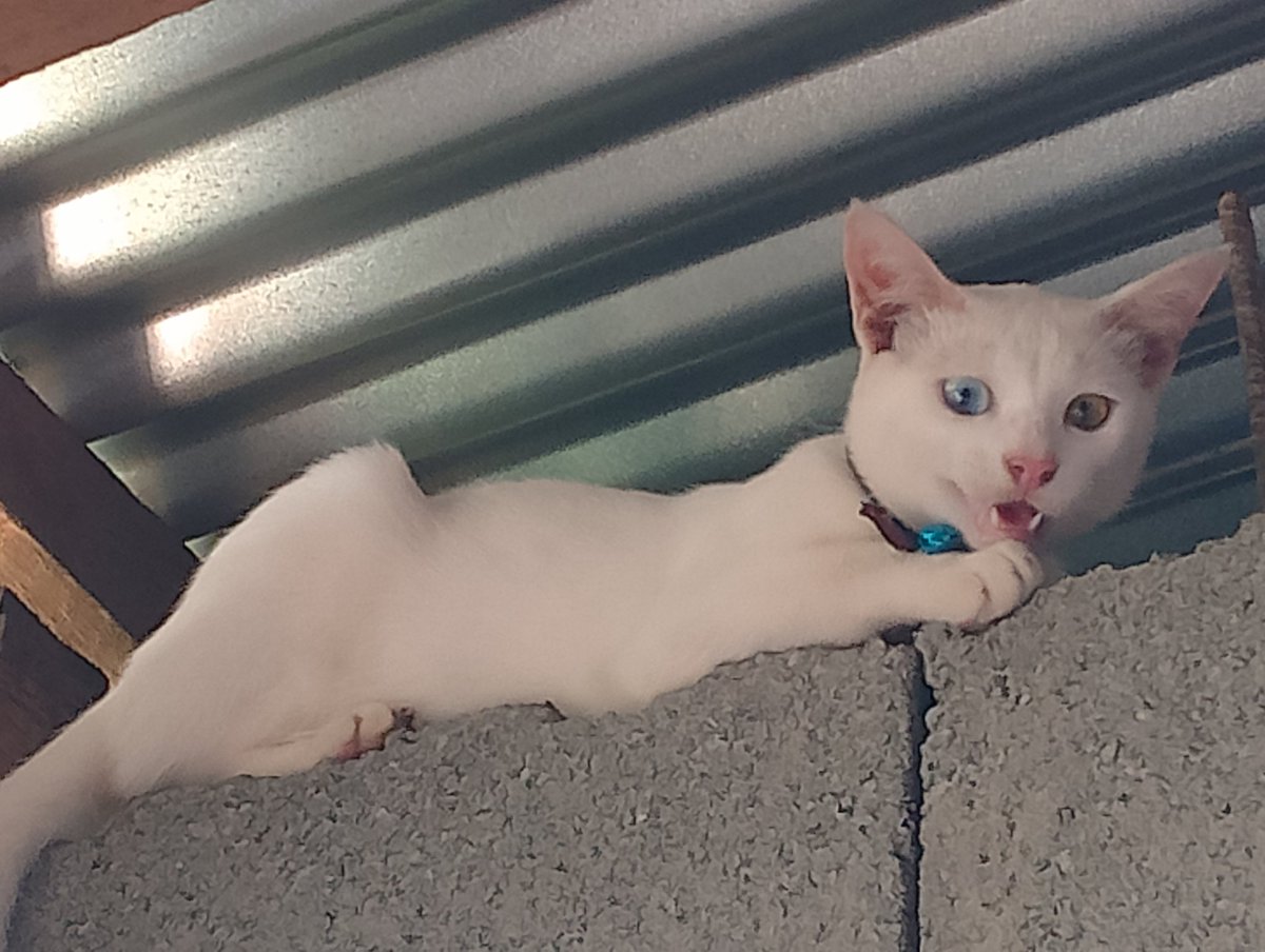 Kralomengsk's tweet image. Get down from there and let me give you some belly rubs!!!