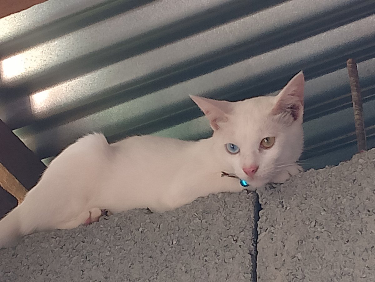 Kralomengsk's tweet image. Get down from there and let me give you some belly rubs!!!