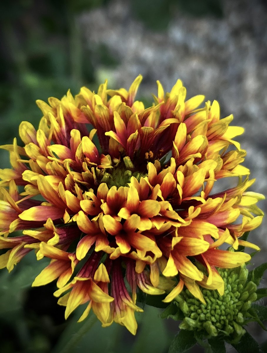 Double Sunset Gaillardia