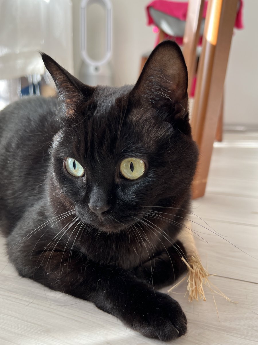 おはぎちゃん🐈‍⬛💕 #黒猫おはぎ #黒猫同盟 #猫好きさんと繋がりたい