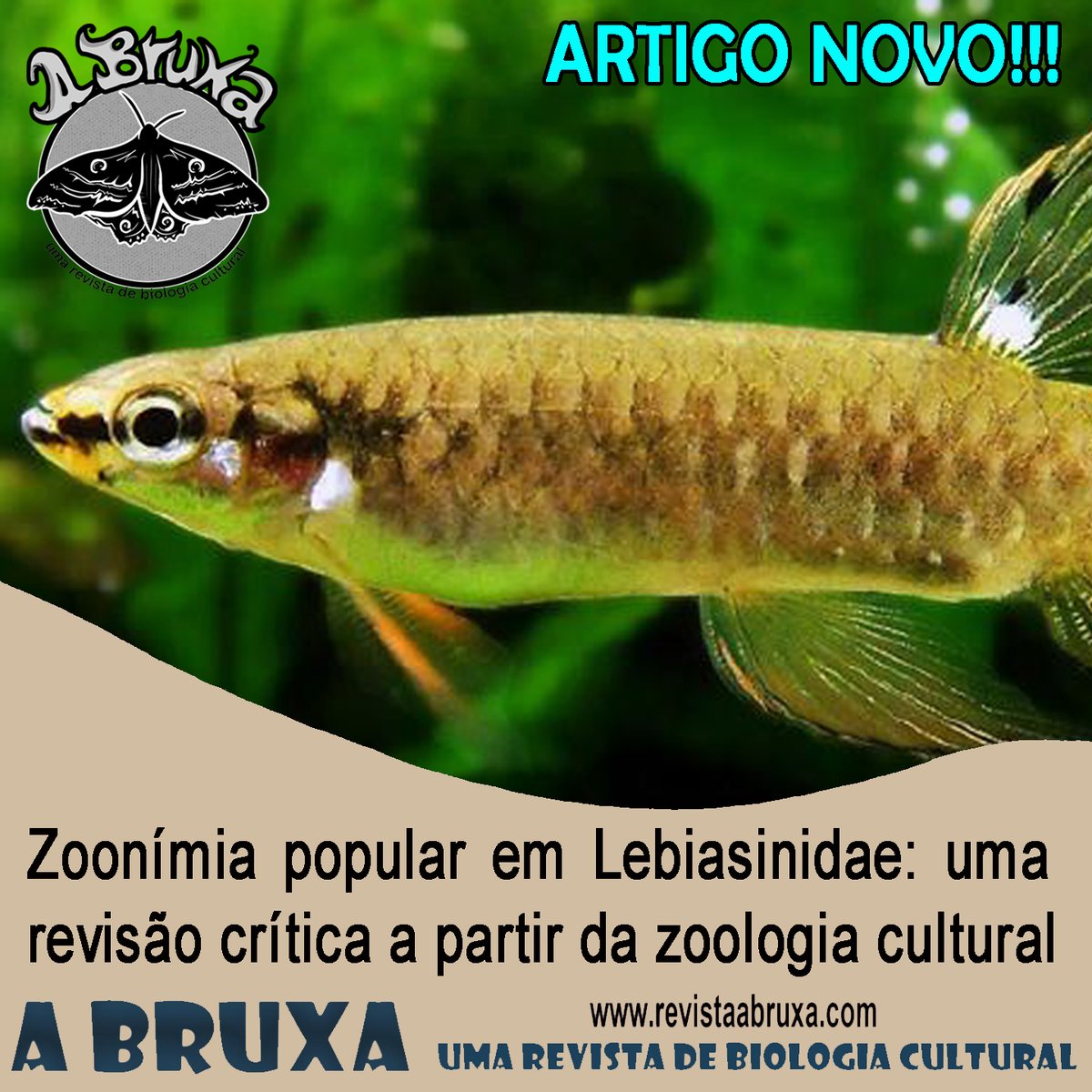RevistaABruxa's tweet photo. Artigo novo!!!
==> "Zoonímia popular em Lebiasinidae: uma revisão crítica a partir da zoologia cultural", de Elidiomar R Da Silva (UNIRIO).
Quais são os nomes comuns dos peixes-lápis?
#revistaabruxa #venhavoarcomabruxa #zoologiacultural #ictiologiacultural #aquariofilia #zoonimia https://t.co/7rgKLvCi7J