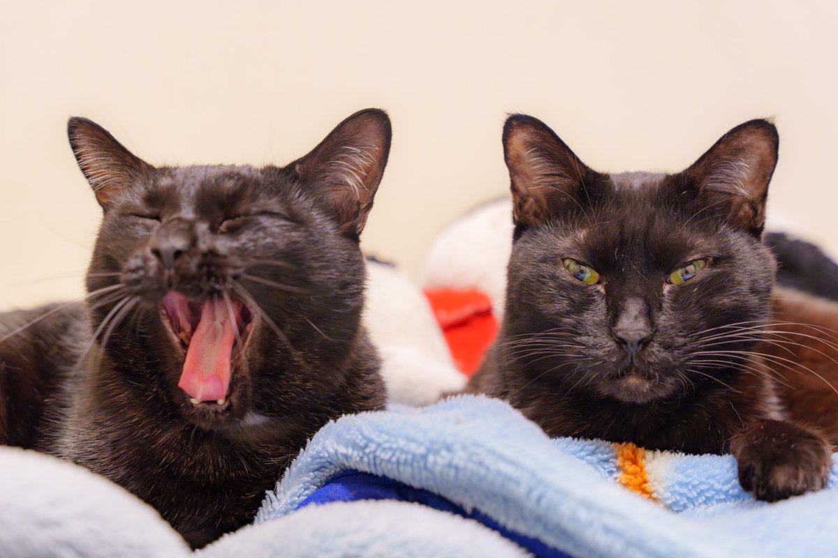 オハヨウゴザイマス🐈‍⬛🐈‍⬛
ジャンさんが布団に入れろとアピールしてくる寒さになってきました🐱