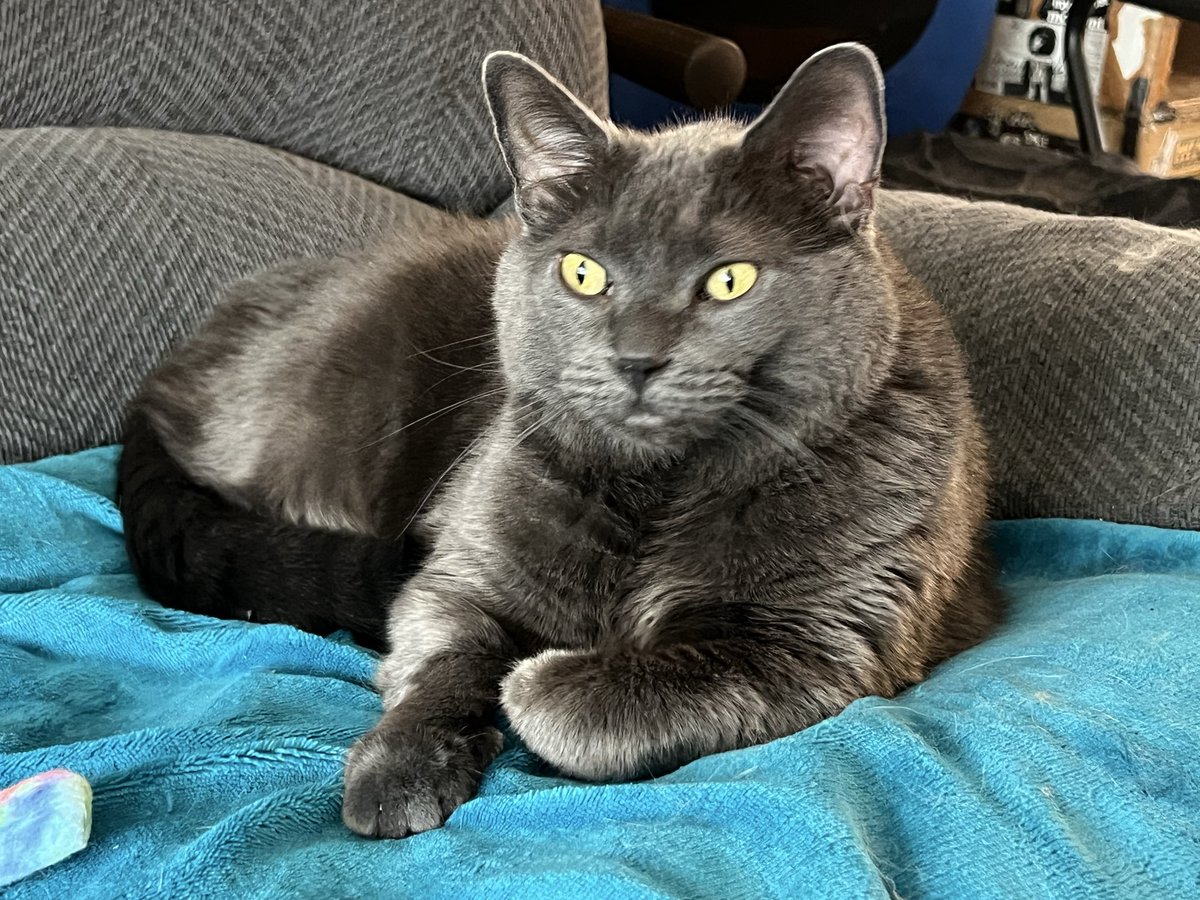 Puff the Magic Kitty tweet media