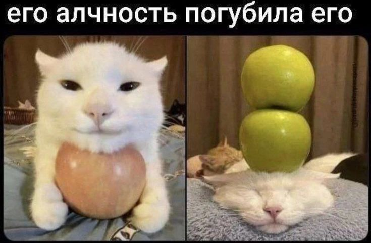 глебозавр (@breadushek1) on Twitter photo 