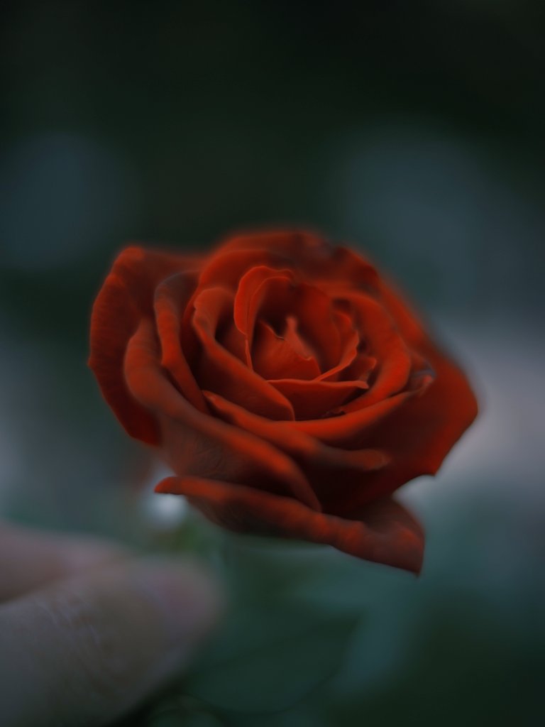 グッドモーニング👋😆✨☁️
通勤中🚕の「君は深紅の薔薇🌹より美しい」シリーズ
いよいよ秋薔薇🌹の季節がやってきたねぇ😊
#バリバスグラファイトワークス写真部
#開放倶楽部 #GFX50R 
#ErnestLeitzWetzlar
#Leica #LeicaSummilux35mmf14
#LeicaSummiluxM35mmf142ndTitan