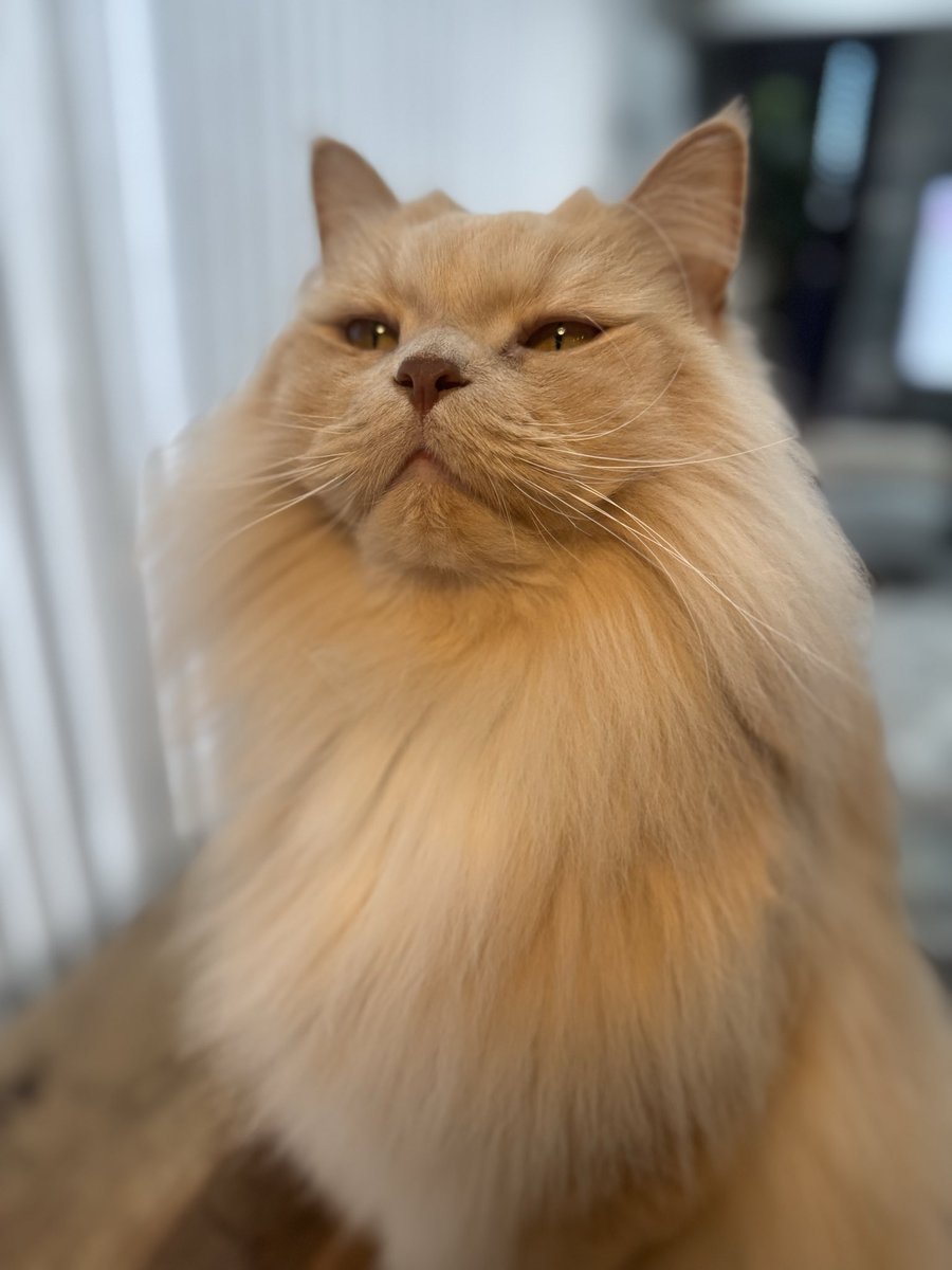 Nekoページ Amazon | Neko Hacker | Neko Hacker | ダンス・エレクトロニカ