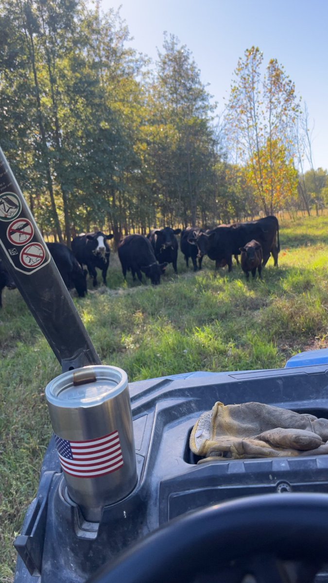 cattleguy92's tweet image. She’s right!
The 4 big packers are the problem that nobody wants to address!
Let’s get more farm to table and YES country of origin!!
Why don’t we have that simple tag??
Because the Packers would not be able to mix cheap scraps into your burger from the big stores!
Thank you…
