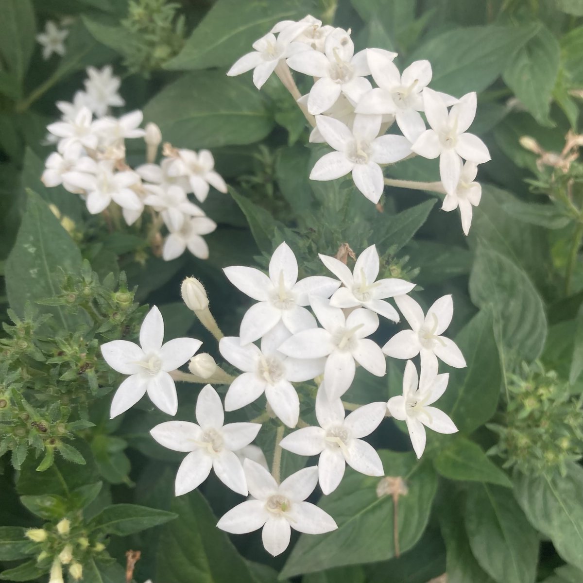 その他 flower SPJ090，Neo Cherry Shallow 新浅樱桃，Japanese Florist Shrub