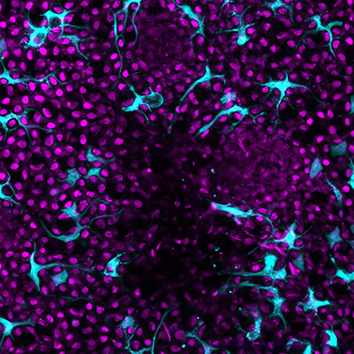 🔎 New from the <a href="/jraslab/">Jeff Rasmussen</a> at <a href="/UWISCRM/">ISCRM at UW</a>!

They used #Langerhans cells within the adult #zebrafish epidermis as a model to investigate roles of microtubules in immune cell tissue surveillance, phagocytosis, and directed migration.

🦓🐟 See it in <a href="/J_Cell_Sci/">J Cell Science</a>: bit.ly/49fmQhf