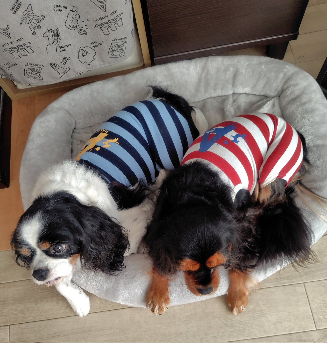 オーちゃん on X