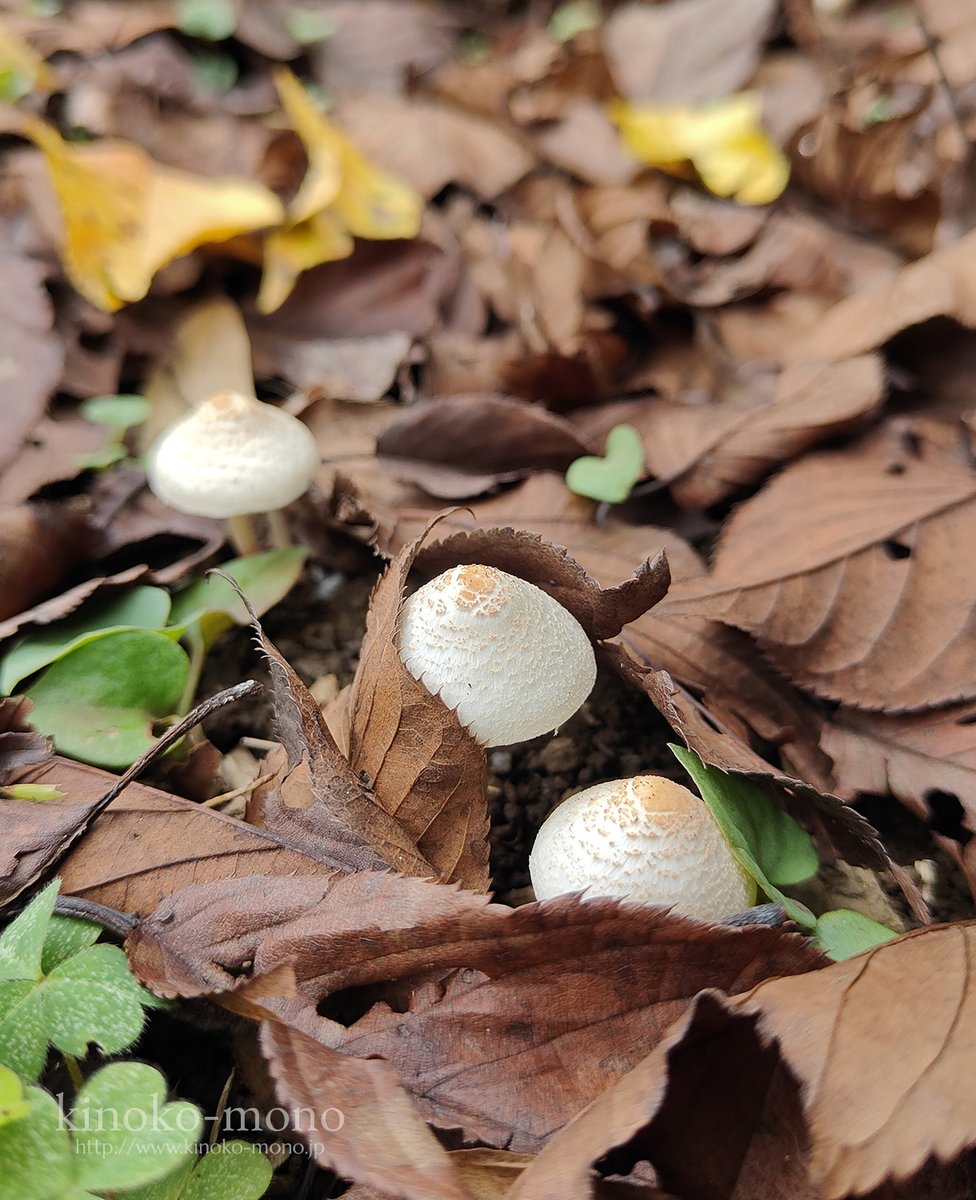 kinoko-mono (@kinokomonoFungi) / Posts / X