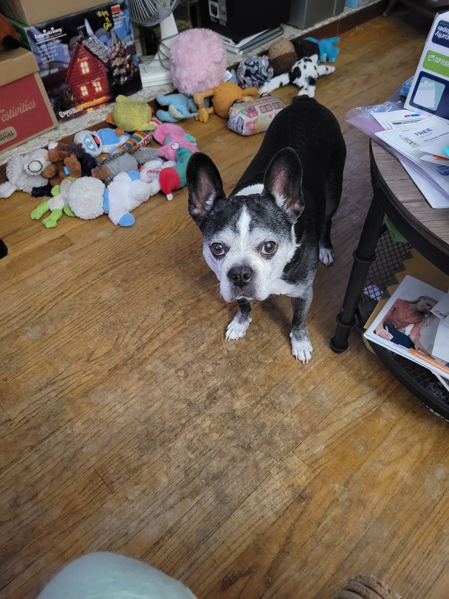 Zandermanderth1's tweet image. Unbelievable pals. Deez hoos are no sharing da foods 🤨 dey claim I can no has what dey bes eating 😒 I no buy dis nonsense. Dey just no wanna share dat what I da starving doggo finks! I gonna has to puts my paw down in dis place!