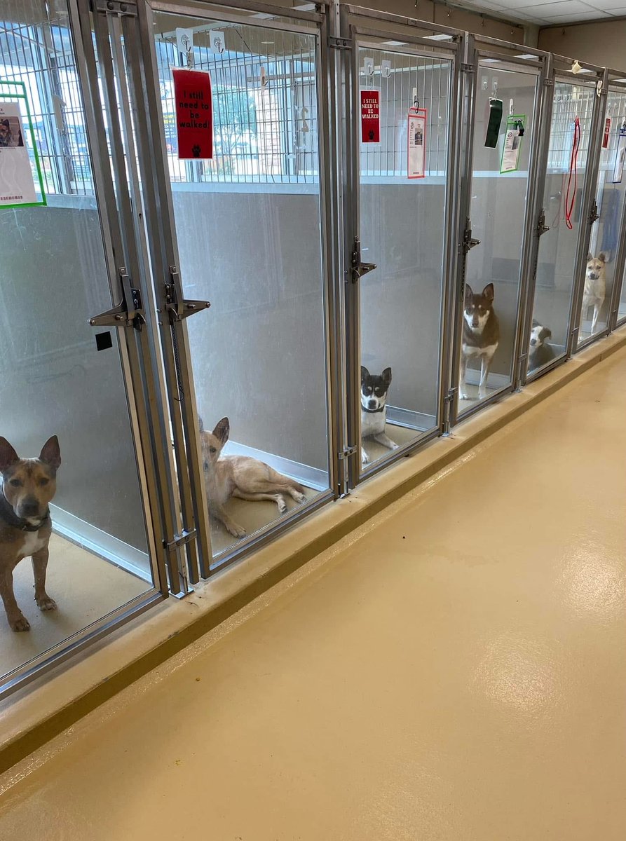 I don't know who needs to hear this but the love of your life is waiting at your local animal shelter and all you have to do is adopt 🐾❤️🐾
