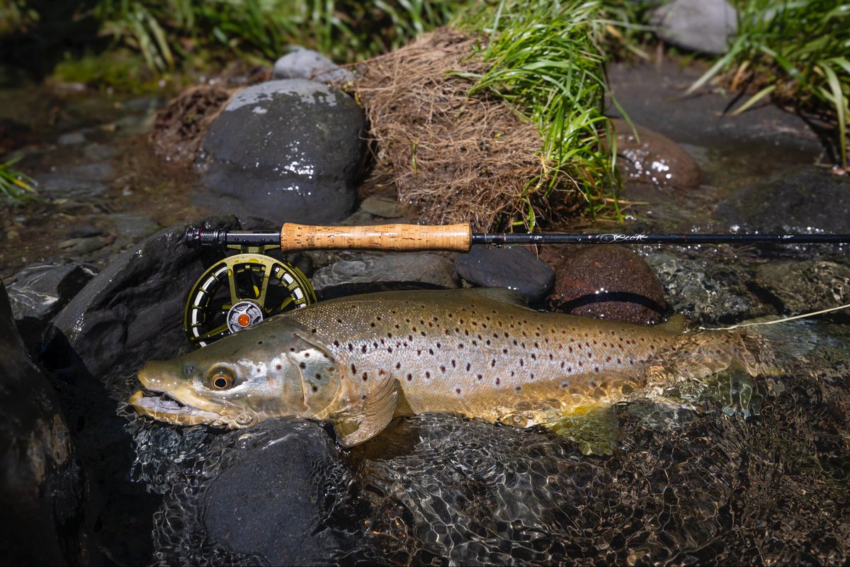 scottflyrod's tweet image. Here's to big-shouldered browns!

Ph: Kiyoshi Nakagawa
#flyfishing #flyfish #scottflyrods #manictackleproject