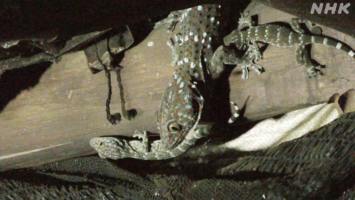 仲良く寄り添う
大きなトッケイと小さなトッケイ🦎🦎

実はここには、は虫類の常識を覆す！？
驚きの新発見が秘められているんです！😲👀🔎

🟧⏰26日 日曜夜7時30分～🟧
『新発見！怪物ヤモリの㊙おうちライフ』
nhk.jp/darwin/

#ダーウィンが来た