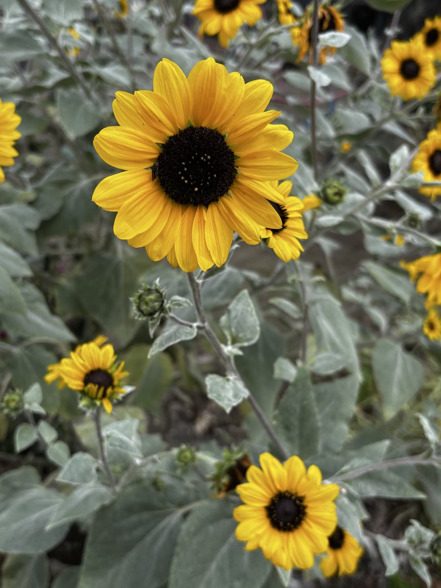 おはようございます🌻( ◠‿◠ )