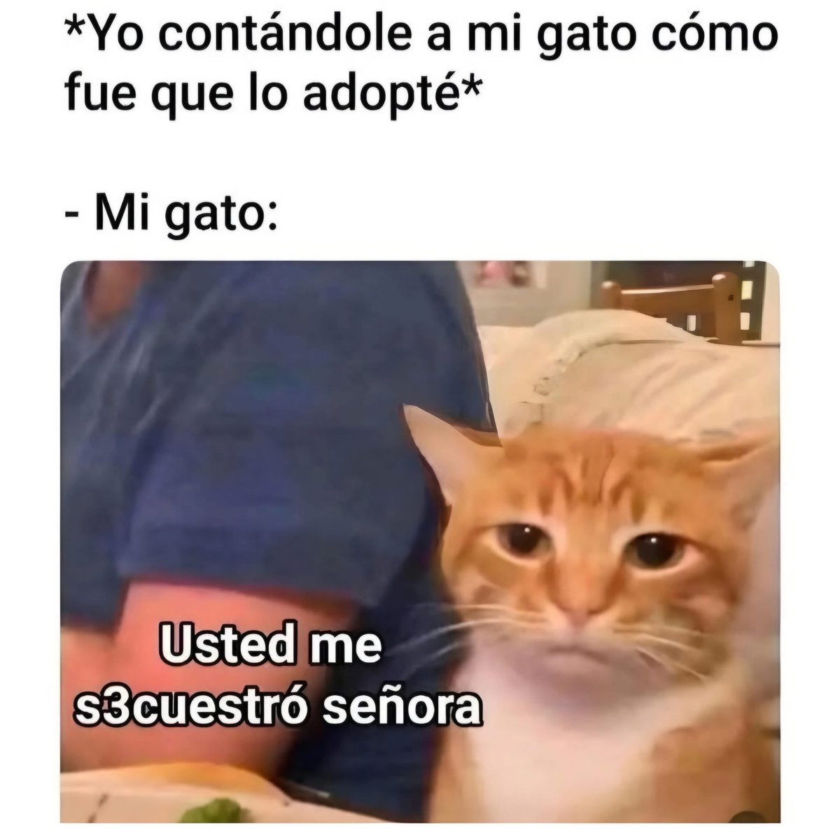 El Meme tweet media