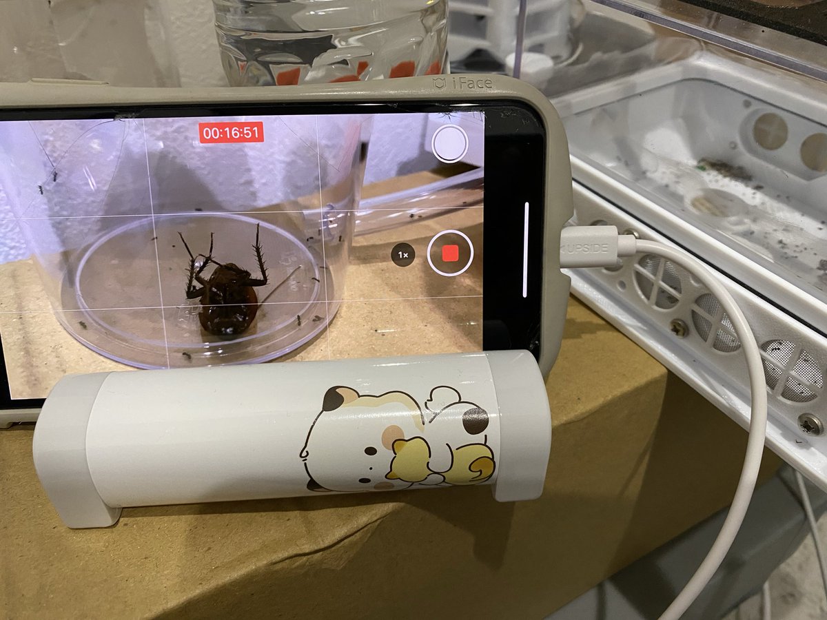 虫界隈アリ界隈おはようございます
アリ飼育12日目
もうそろぼちルリアリちゃん達のゴキブリ解体が始まるだろうと踏んでるので動画セット
気ままにYoutubeあげる準備中‼️
本日もよろしくです‼️